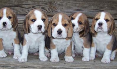Trooper While Rescuing Abused Beagle Puppies In Yard Legally